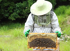 養蜂研究２