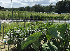 農作物の栽培研究２