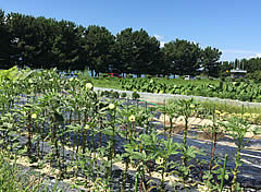 農作物の栽培研究３